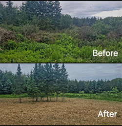 Land Clearing Project