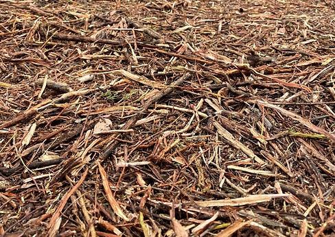 Freshly mulched trees