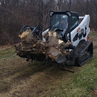 A Skidsteer with Grapple moving trees