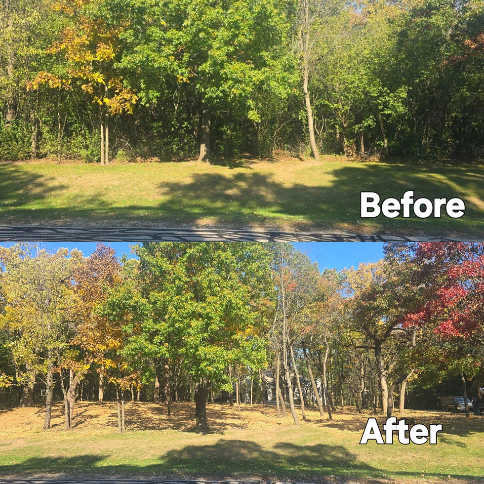 Before and after of clearcut area preserving trees