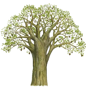 Baobab painted image_1.png