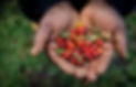 BMO_Leotho_Rosehip_Harvest_April2019_32.jpg