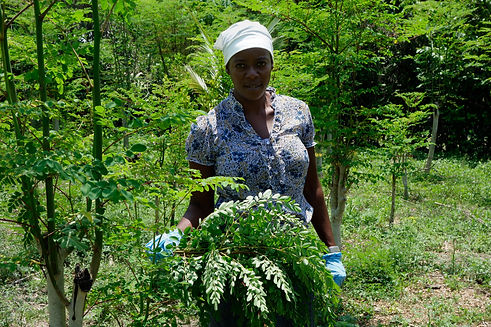 Moringa-harvester.jpeg