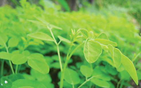moringa leaves 1.jpeg