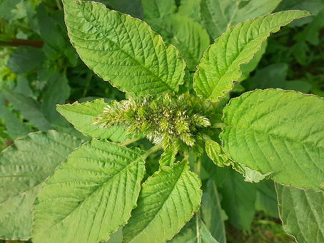 3 "mauvaises herbes" à laisser pousser au potager en été... pour les mettre dans votre assiette!