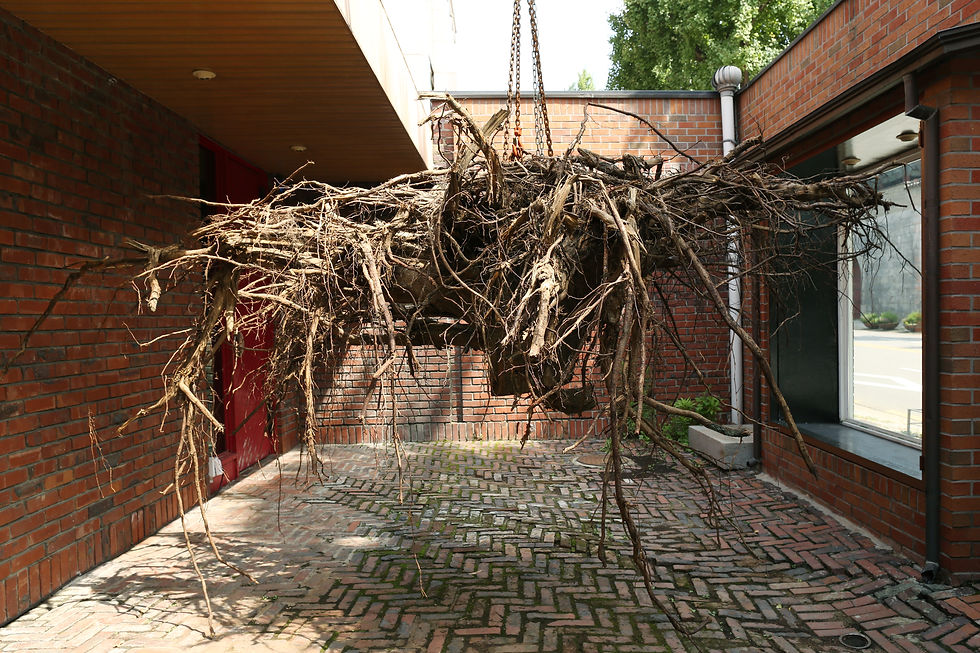 Root