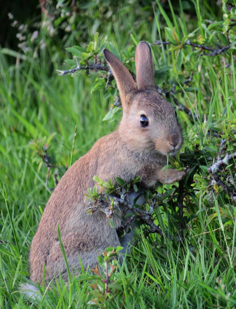 SNACKS by Helen Burton