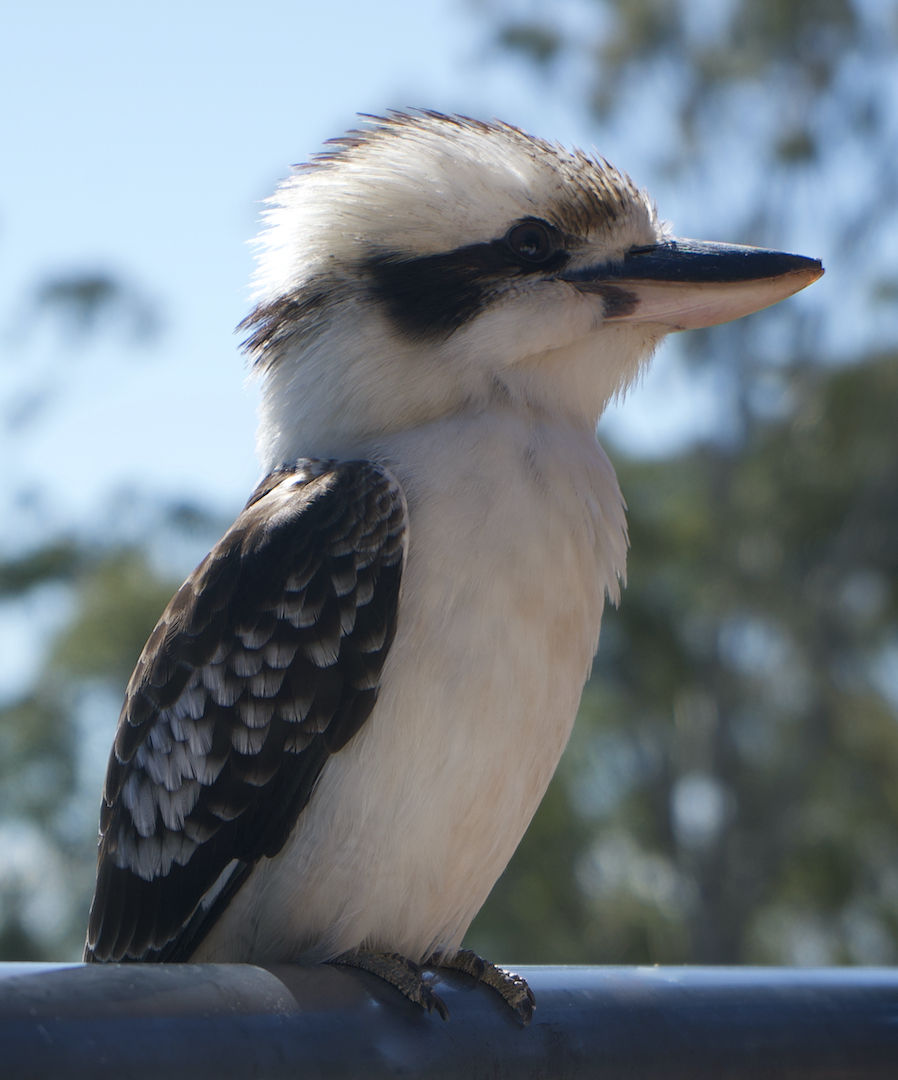YOUNG KOOKABURRA by Andrew Kendon