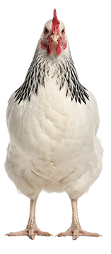 Light Sussex Hen