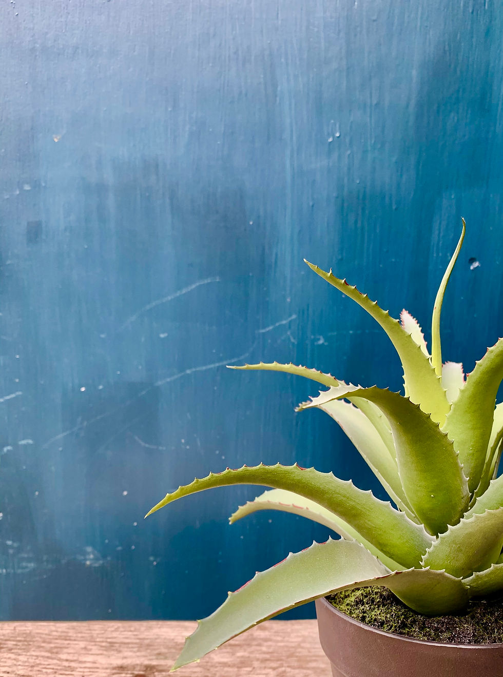 Thumbnail: Aloe Plants