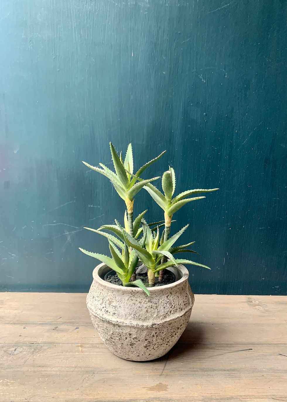 Thumbnail: Aloe Plants