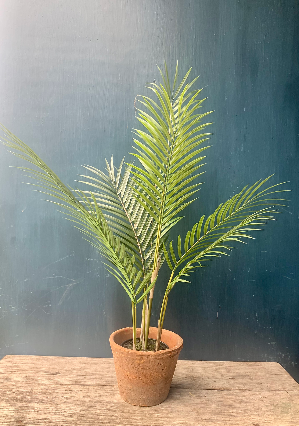 Thumbnail: Potted Parlour Palm