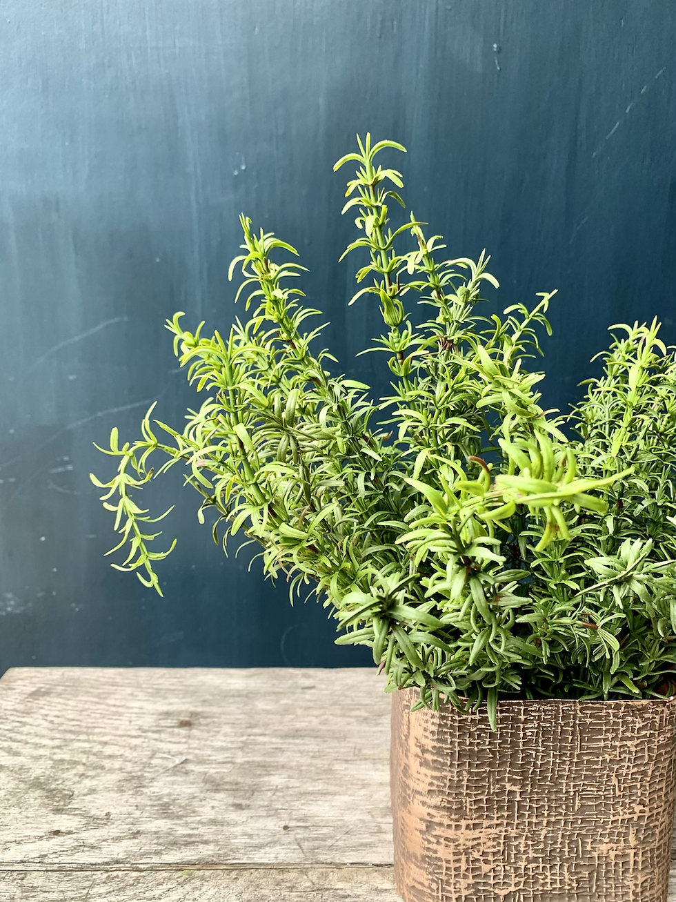 Thumbnail: Rosemary Plant