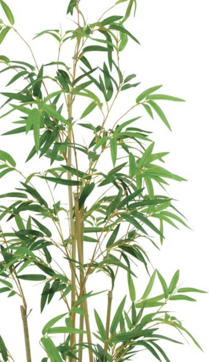 Thumbnail: Bamboo