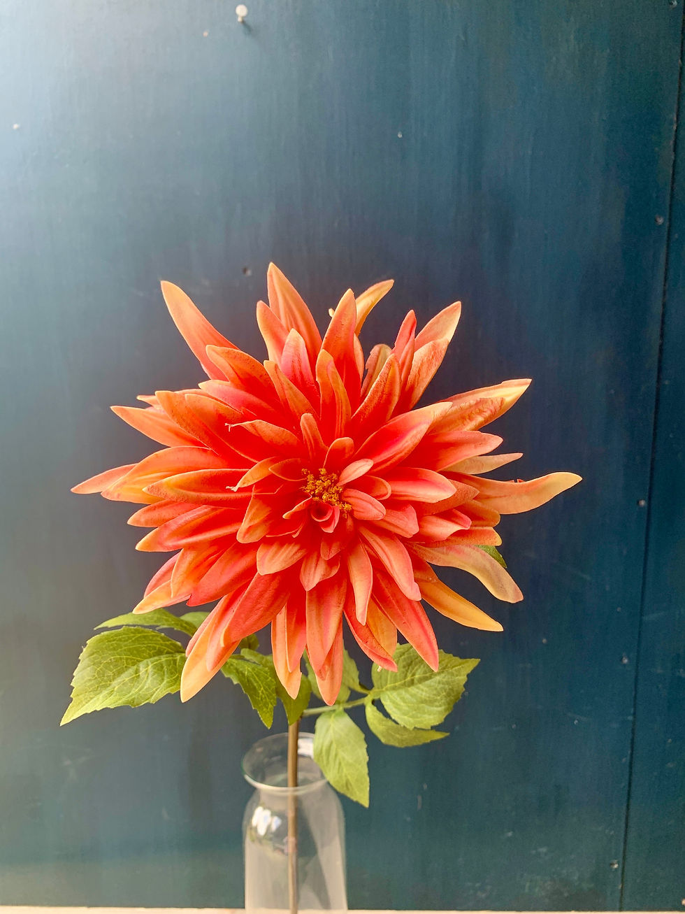 Thumbnail: Dahlia Stems