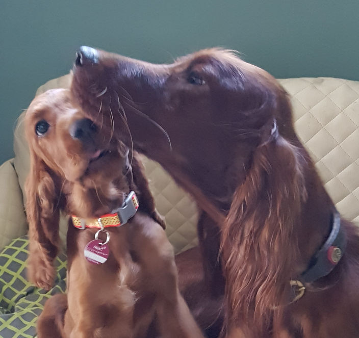 Nun zieht ein Welpenkind nach dem anderen aus - eine letzte Zärtlichkeit von Mutti