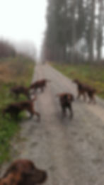 die Bandits im Wald