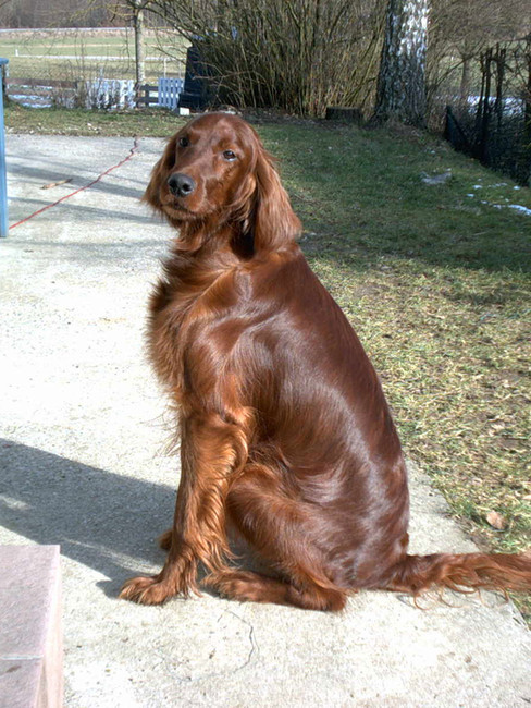 Shirley2-Charmed-Bandit-of-JAG.jpg