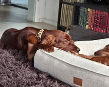 Der hübsche Bub wäre frei zur Vermittlung