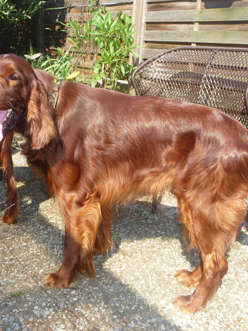Maddy2-Charmed-Bandit-of-JAG.jpg