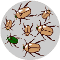 browngreenbeetles3.gif