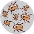 browngreenbeetles4.gif