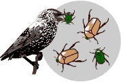 browngreenbeetles2.gif