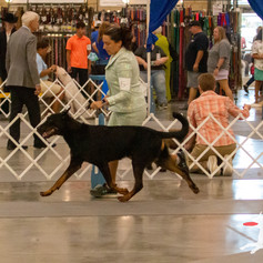 Canine Olympics July 2-07.JPEG