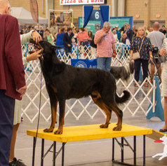 Canine Olympics July 2-10.JPEG