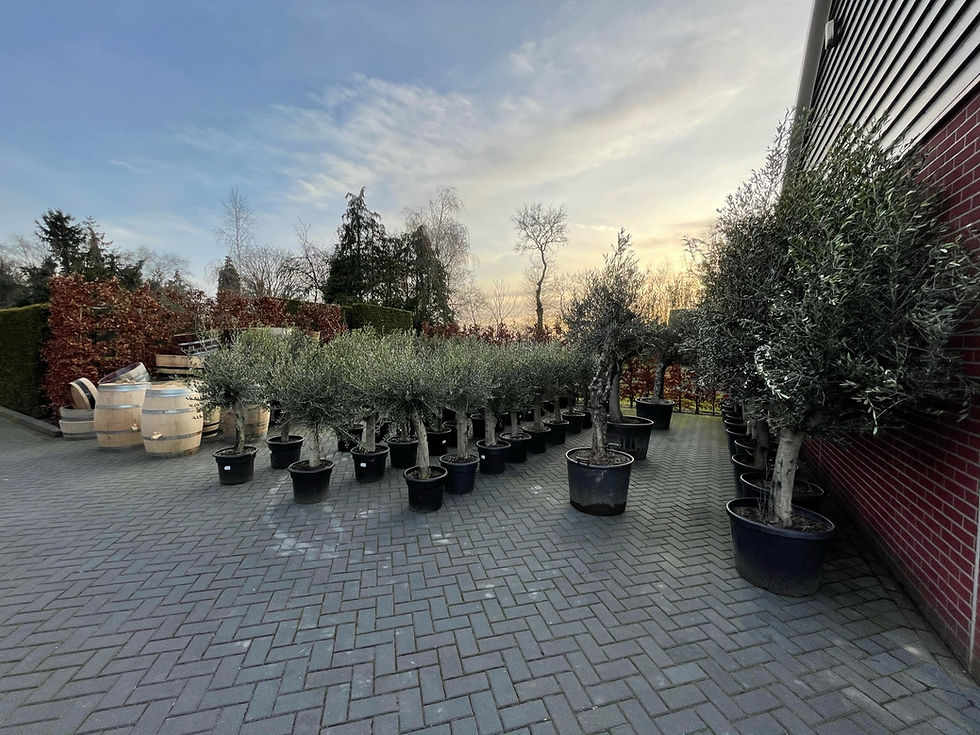 Ronaltree | Mediterane bomen, wijnvaten en ijsbaden