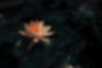 Lotus in Bloom_edited.jpg
