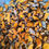 Thumbnail: Turmeric Powder