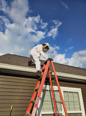 Hornet and Bee Nest Removal