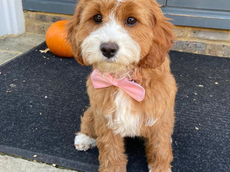 Trained puppy sitting calmly