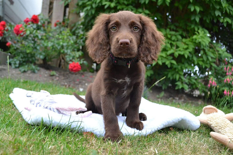 Trained chocolate cocker spaniel puppy sitting looking at the camera