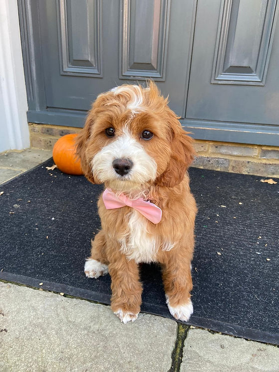 Trained Cavapoo puppy sittign outside her door wearing a pink bow tie with a pumpkin in the background