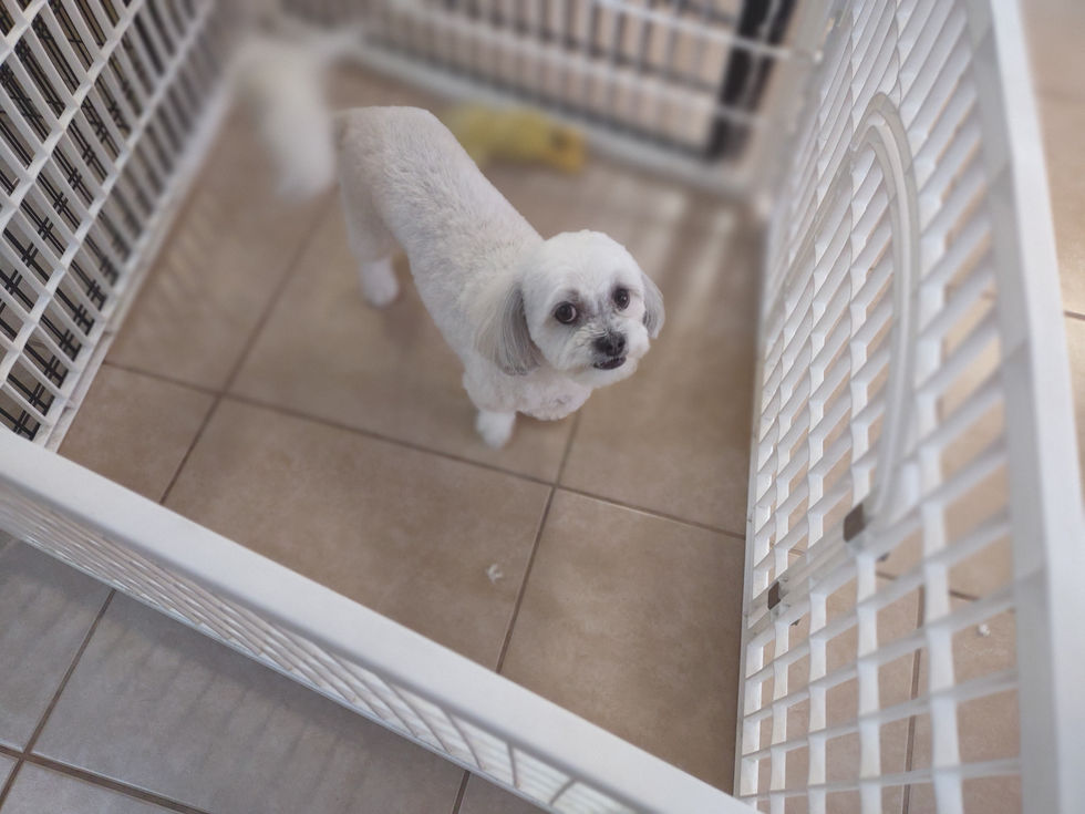 Cute white dog after a fun day with his favorite groomer