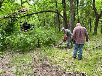 downed tree_2.heic