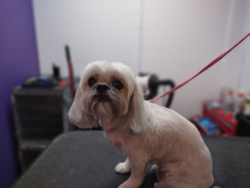 Beige Dog with long ears and loving face after being groomed