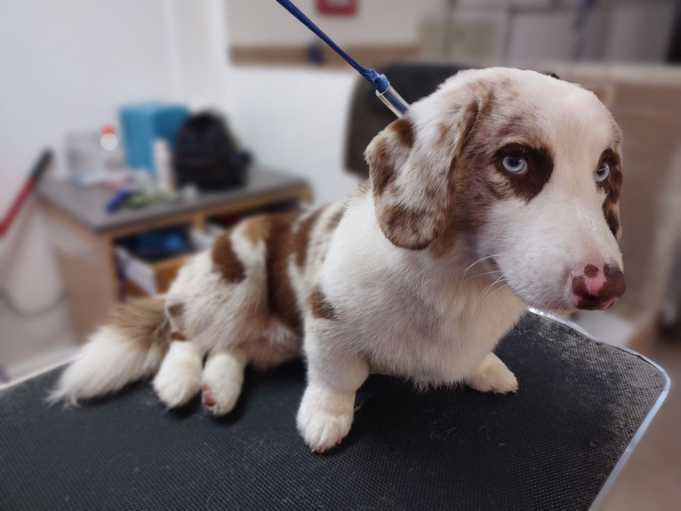 A red merle dog with bright blue eyes after being groomed