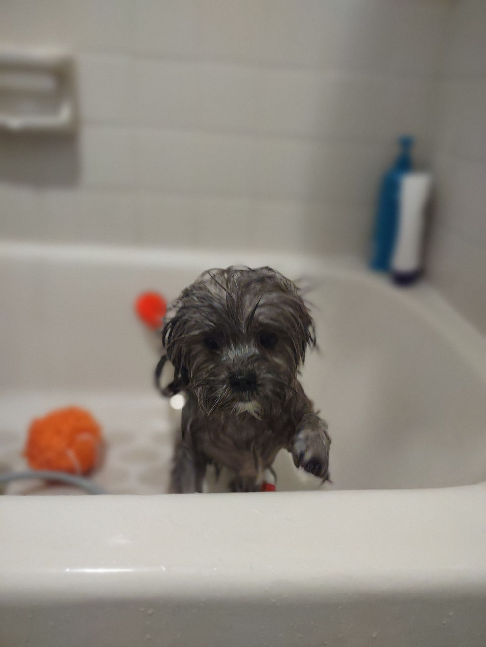 Cute little dog named Jojo in the tub during his bath