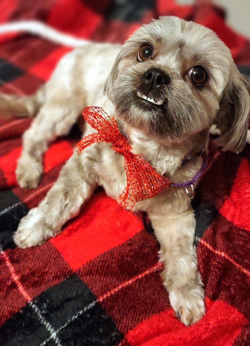 Cute shihtzu named Jojo with red ribbon, snuggled up on a red and black Christmas blanket after house-call grooming