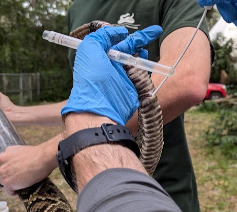 Research Program Spotlight: Disease Sampling