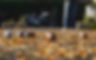 petanque-6090720_1920.jpg