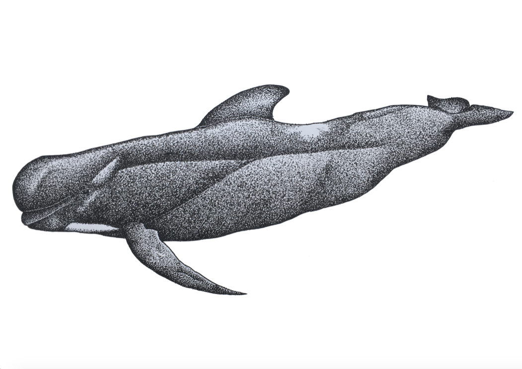 The Pilot Whale