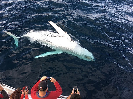 whale-watching-gold-coast-2613448_640.jp