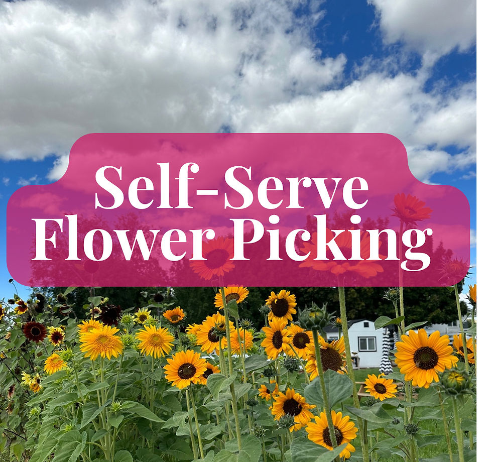 Self Serve Flower Picking (9am-12pm)