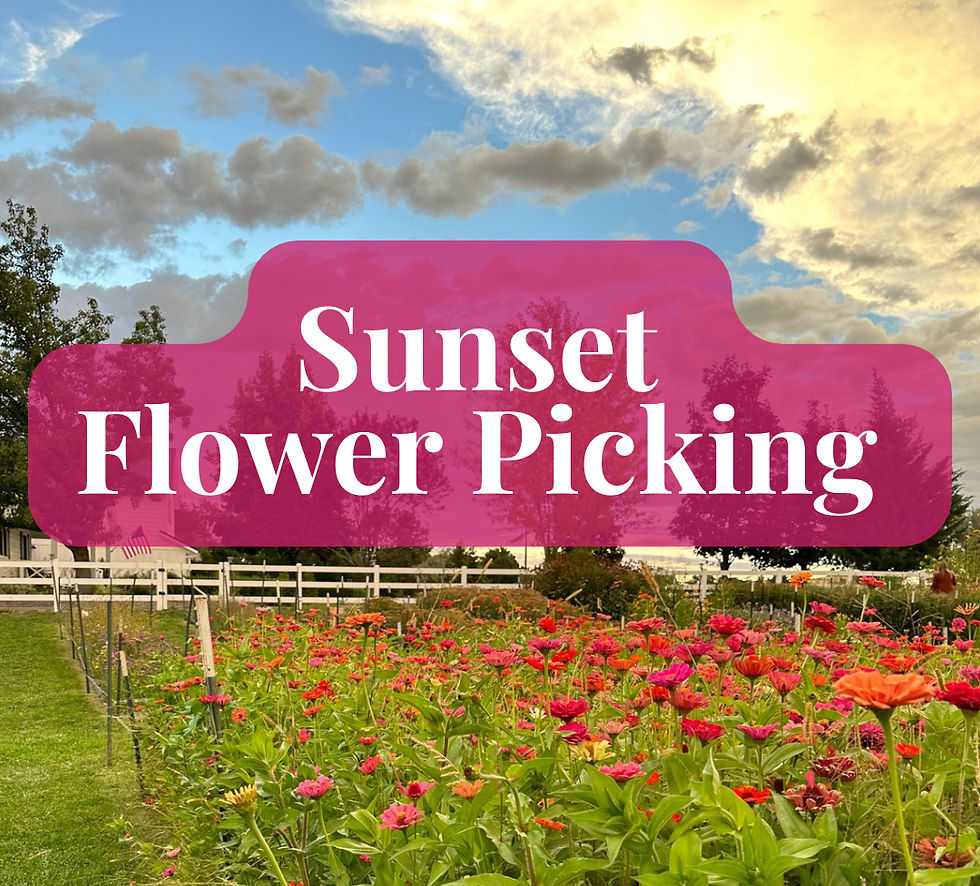 Sunset Flower Picking 6pm-8:30pm (shop open)