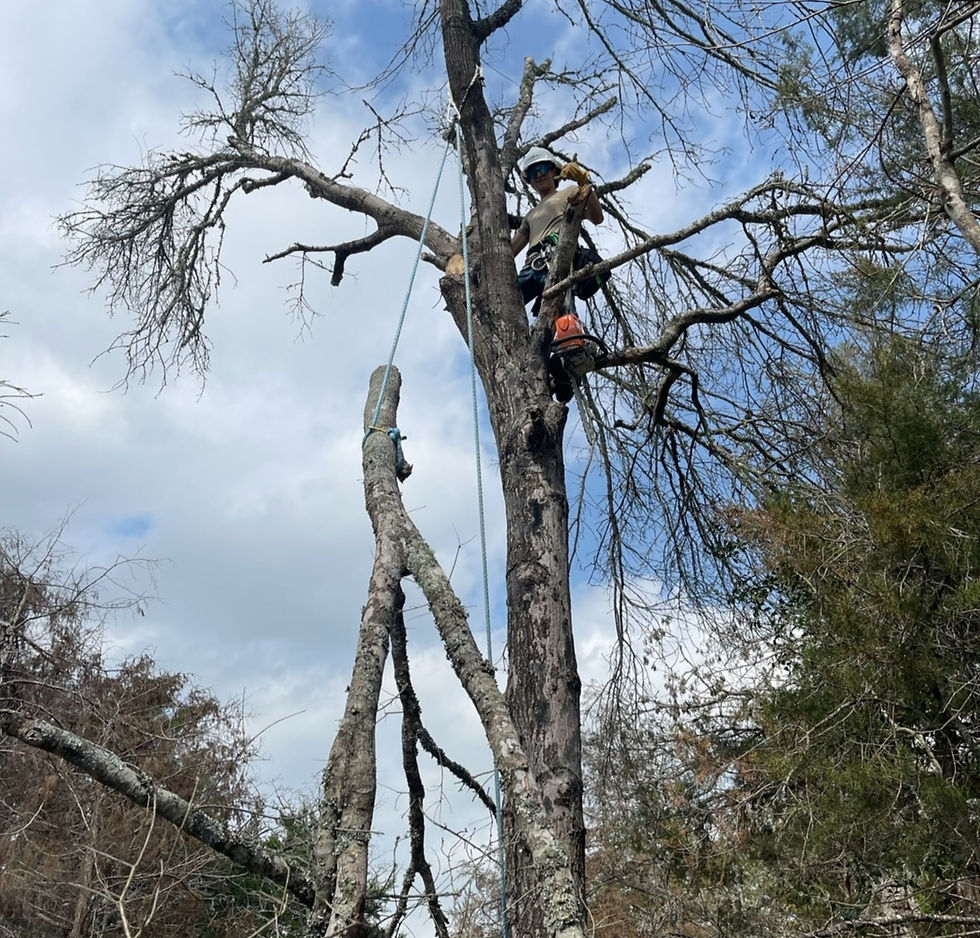 Climbing a tree to remove it