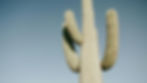 Cactus near Maricopa.